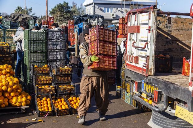 یکهزار و ۵۰۰ تن میوه نوروزی در استان مرکزی آماده توزیع است