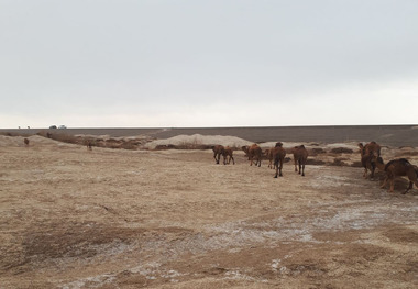 کاروان 400 نفری شتر از پناهگاه حیات وحش تالاب هامون خارج شد