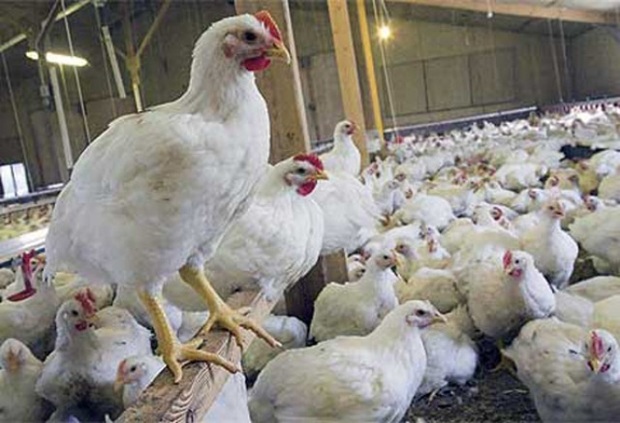 تولید 210هزار تن گوشت مرغ در گلستان