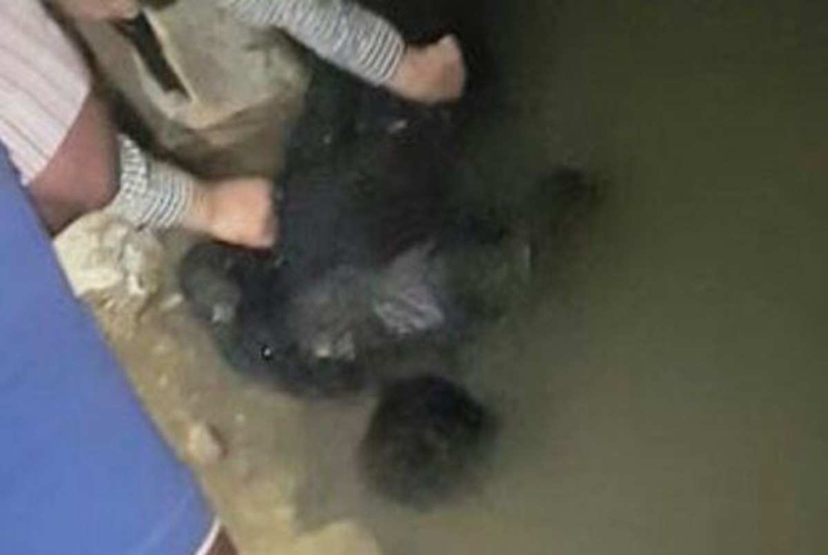جسد مرد جوان در رودخانه الوند سرپل ذهاب کشف شد