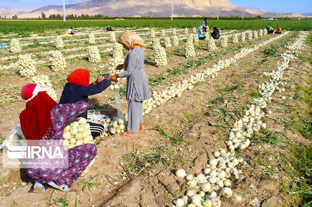 پیش بینی افزایش ۶ میلیون تنی تولید محصولات کشاورزی در سال جاری