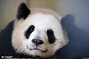 منتخب تصاویر امروز جهان- 3 مرداد 1400