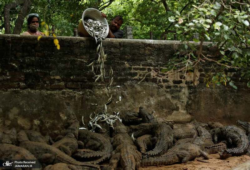 منتخب تصاویر امروز جهان- 21 مرداد