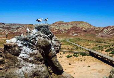 طبیعت هنرمند، مجذوب لک ‌لک‌ها و گردشگران