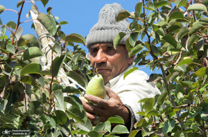 منتخب تصاویر امروز جهان- 3 آبان