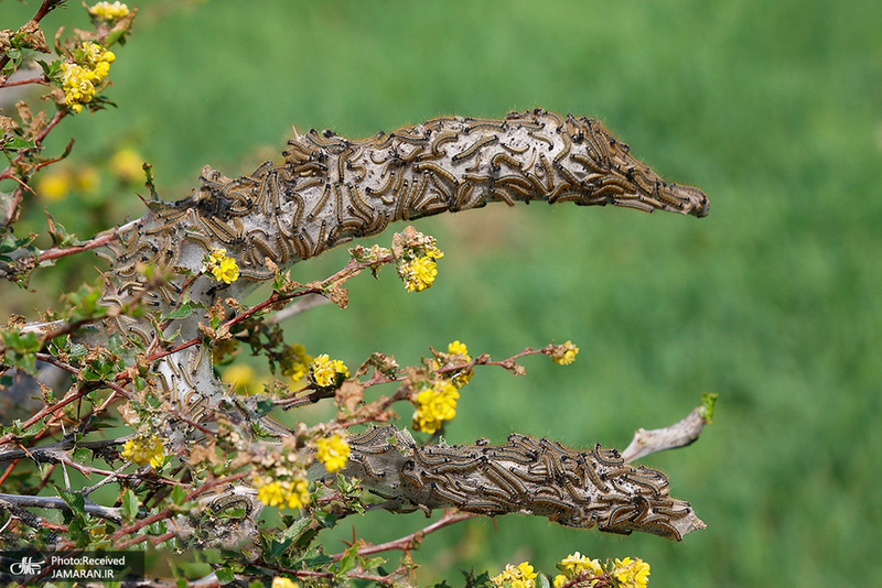 منتخب تصاویر امروز جهان- 10 اردیبهشت 1400