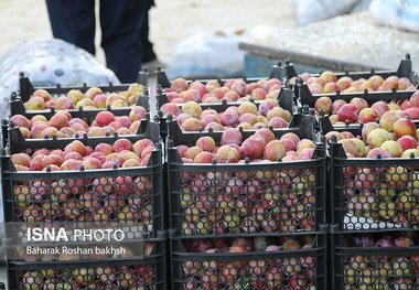 صادرات 172 میلیون دلاری کالاهای کشاورزی از گمرکات آذربایجان شرقی