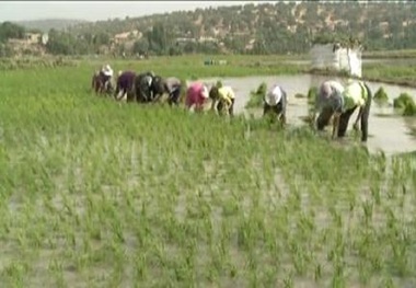کشت برنج در کهگیلویه و بویراحمد کاهش یافت