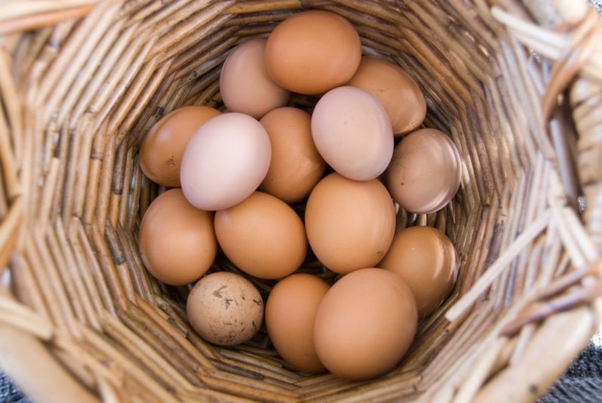 خواص تخم شترمرغ، غاز، اردک و بلدرچین