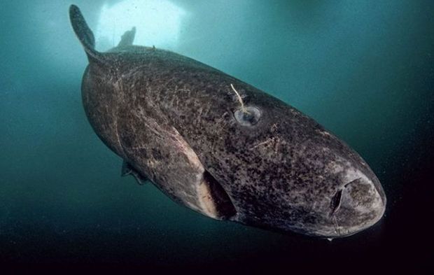 این کوسه ۴۰۰ ساله کهن‌ترین مهره‌دار روی زمین است!