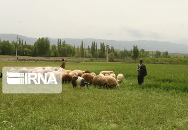 دامداری سنتی قربانی رونق کشاورزی در مازندران