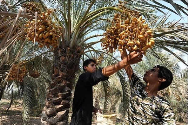 هشت هزار تن خارک از نخلستان های شادگان برداشت شد