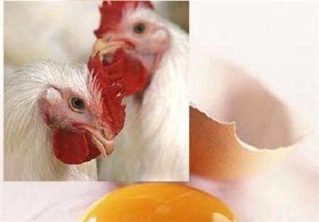 وجود 80 میلیون قطعه مرغ تخمگذار در البرز  البرز سومین تولید کننده تخم مرغ کشور