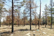 قطع ده‌ها درخت سرسبز  پارک جنگلی تربت جام توسط پیمانکار منابع طبیعی