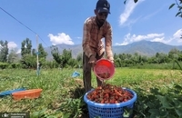 برداشت توت فرنگی در کشمیر ھند (6)