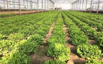 صندوق حمایت از توسعه بخش کشاورزی در کهگیلویه راه اندازی می شود