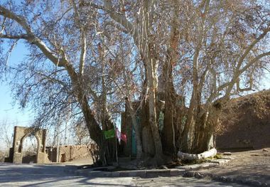 درخت چنار روستای ارمیان میامی در فهرست آثار ملی ثبت شد