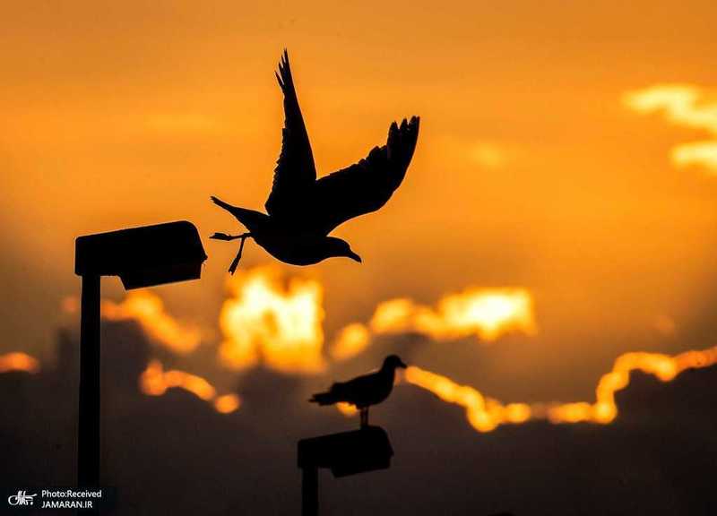 منتخب تصاویر امروز جهان- 22 تیر