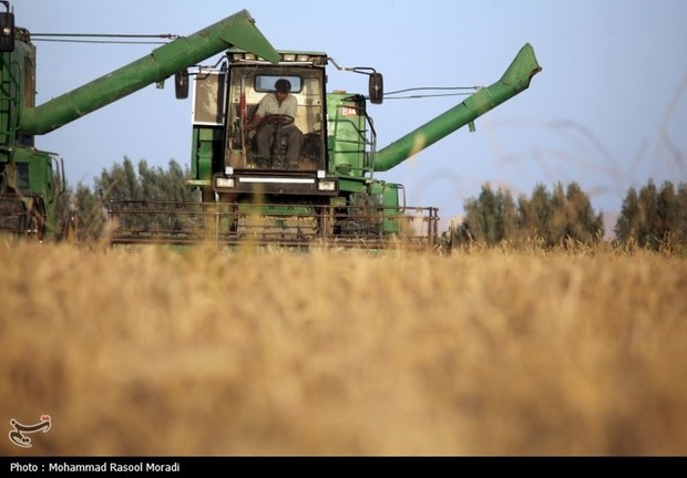 اولین برداشت گندم در ایران در سال 1403 + عکس ها