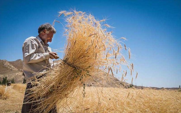 34 هزار تن گندم در ملایر خریداری شد
