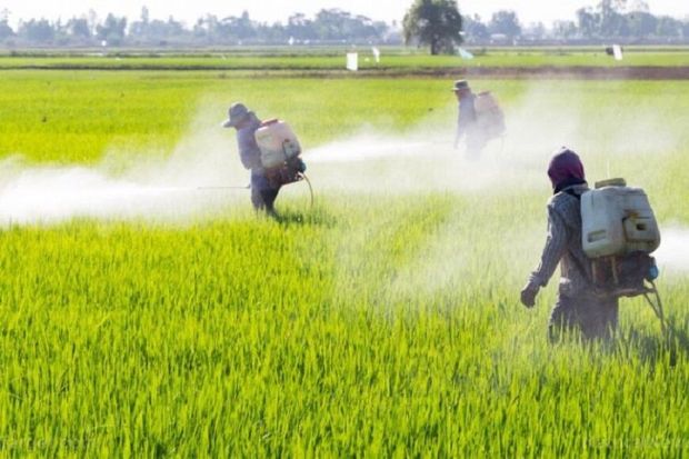 کشاورزان مناطق گرمسیری کرمانشاه مزارع غلات را سمپاشی کنند