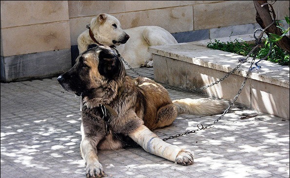 لذت جنون آمیز دختر جوان با شکنجه حیوانات
