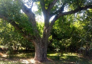 پنج اثر طبیعی قزوین در فهرست آثار ملی به ثبت رسید