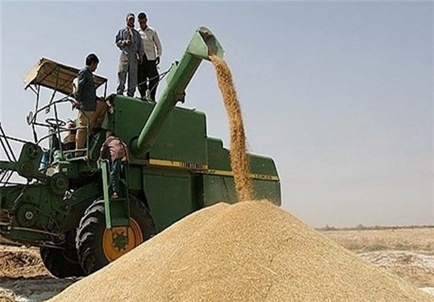 سه هزارتن بذر گندم ازکشاورزان سیستان وبلوچستان خریداری می شود