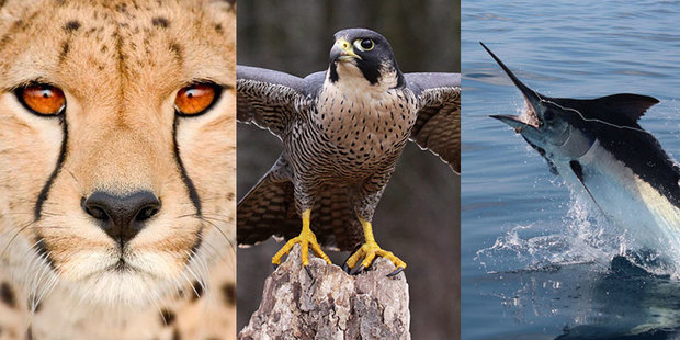 اینها سریع ترین موجودات جهان هستند