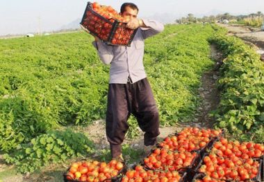 خرید روزانه ۱۱۰۰ تن گوجه فرنگی از کشاورزان زنجان