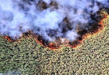 خشکسالی به جان هورالعظیم افتاده/ دود بی‌آبی تالاب هورالعظیم به چشمان و ریه مردم غرب خوزستان می‌رود/ سلامت مردم مناطق غرب استان، به‌ویژه شهرستان‌های هویزه و دشت‌آزادگان، به خطر افتاده است 