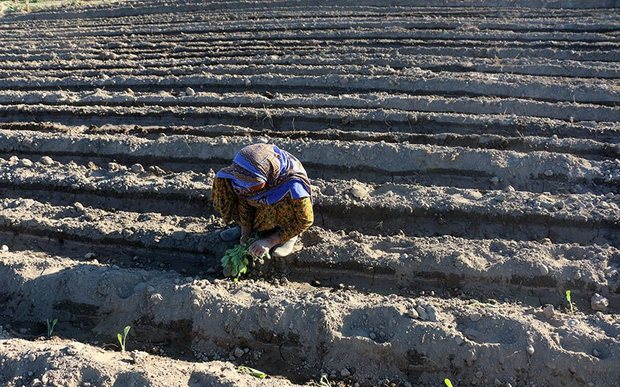 آغاز کشت محصولات بهاره در آذربایجان غربی