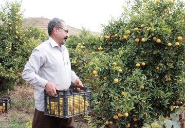 برداشت مرکبات در شوشتر آغاز شد