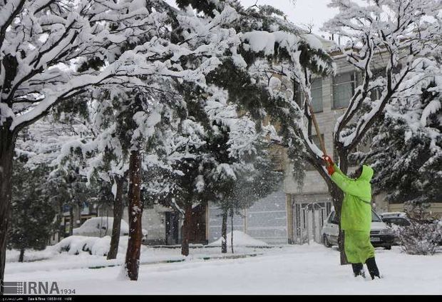شهروندان زنجانی برف روی درختان را بتکانند