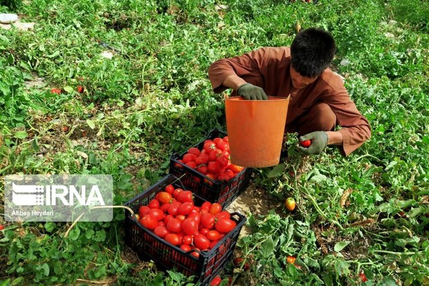 برداشت گوجه فرنگی در سرباز آغاز شد