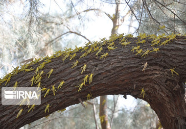 مبارزه با ملخ صحرایی در سیستان و بلوچستان به حدود ۷۲هزار هکتار رسید