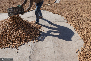 برداشت مکانیزه گردو در استان زنجان
