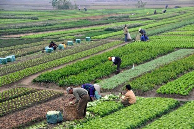 ۷۲ واحد غیرفعال تولید محصولات کشاورزی در استان تهران فعال شد