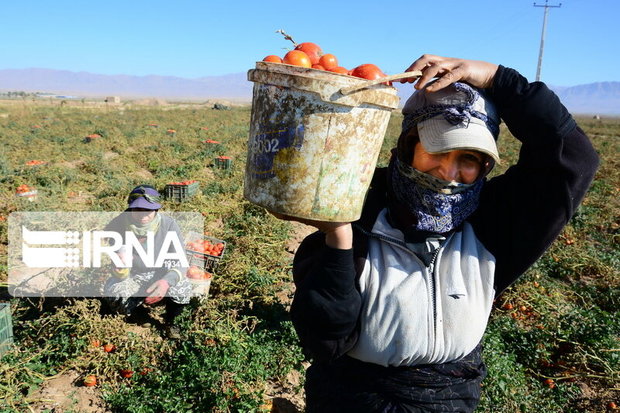 سلسله رتبه نخست طرح توانمندسازی زنان روستایی را کسب کرد