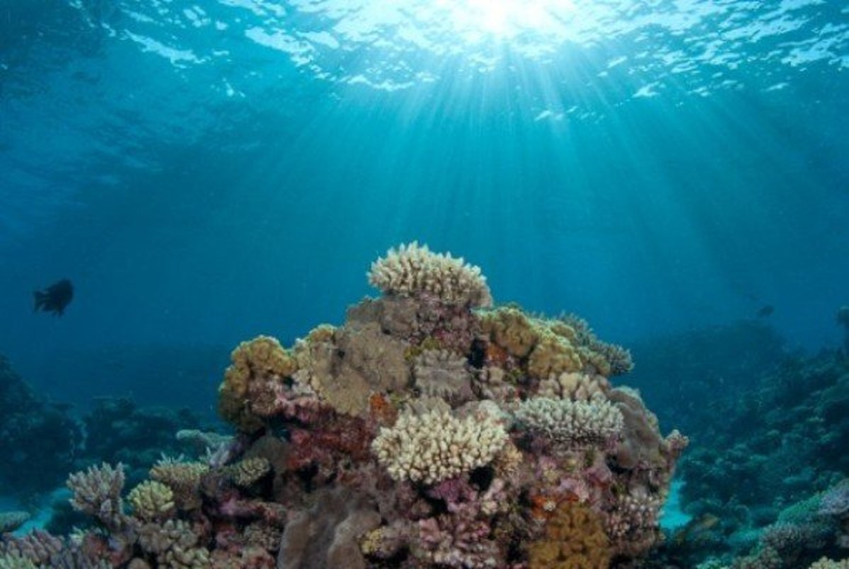 چربی عامل بقای مرجان ها در مقابل تغییرات اقلیمی