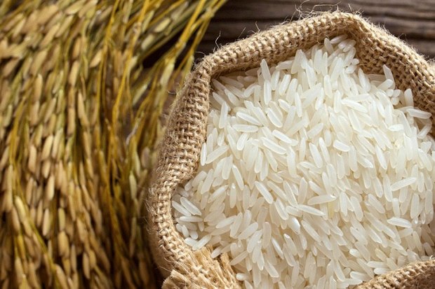 پیش بینی افزایش تولید یکی از با کیفیت ترین برنج های کشور