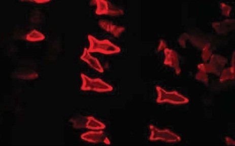 ارائه دارو با میکروماهی‌های چاپی سه‌بعدی