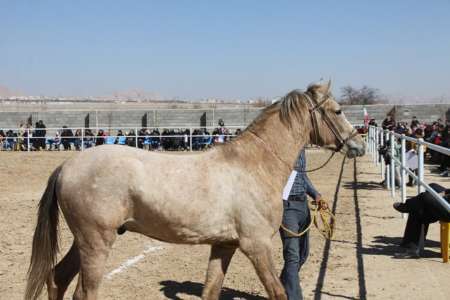 دومین جشنواره اسب در شاهرود برگزار شد