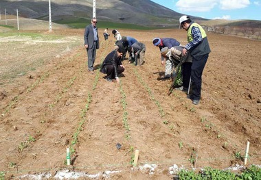 کلزا برای اولین بار به صورت نشائی در کردستان کشت شد