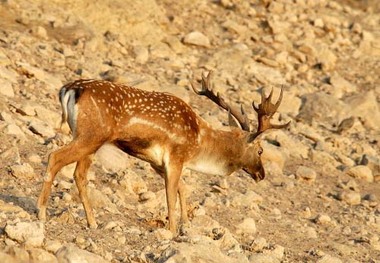 تنها 166 راس گوزن زرد ایرانی در جزیره اشک پارک ملی دریاچه ارومیه وجود دارد