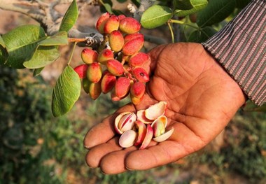 پسته خندان، کشاورز گریان