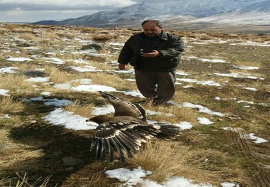 بازگشت دوباره عقاب طلایی به دامن طبیعت قروه