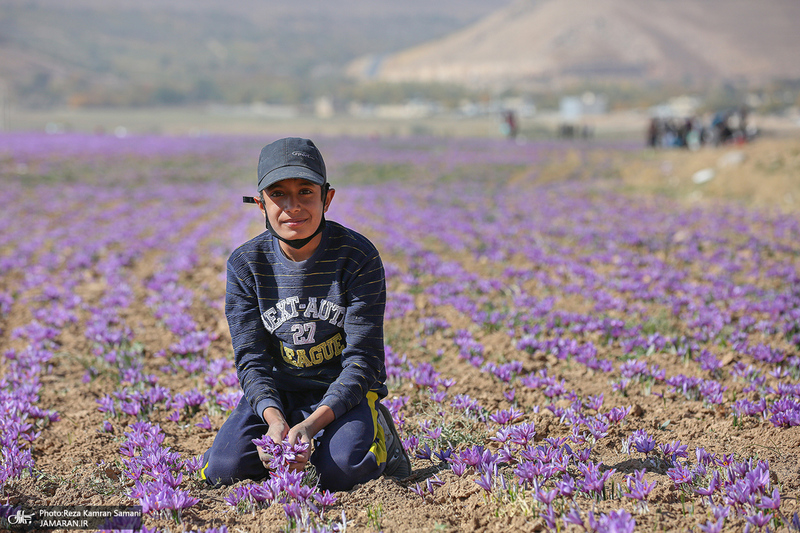 برداشت زعفران از مزارع استان چهارمحال و بختیاری