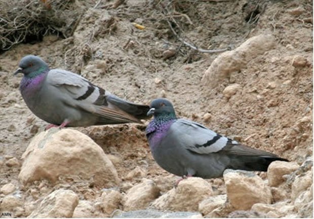 شکارچیان کبوتر وحشی در جاجرم 36 میلیون ریال جریمه شدند