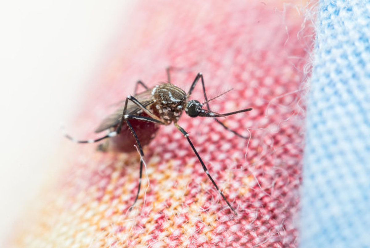 مالاریا می تواند شدت کرونا را کاهش دهد
